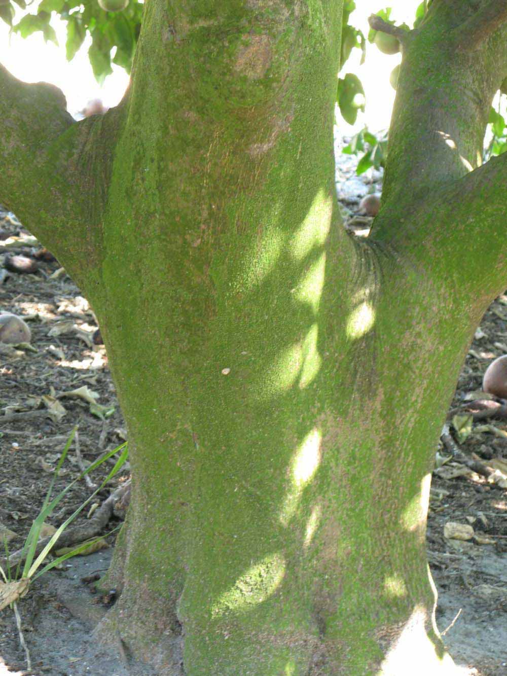            Bark (Winter Haven, FL)   